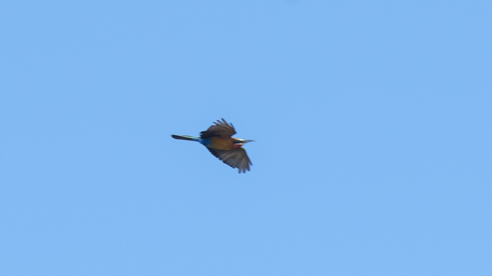White-fronted Bee-eater — Ana fotoğraf